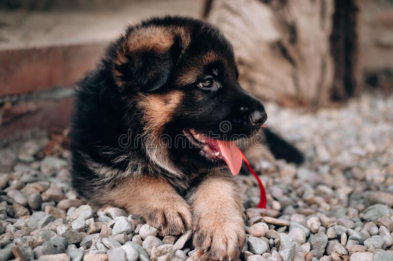 Detail A Picture Of A Baby German Shepherd Nomer 53