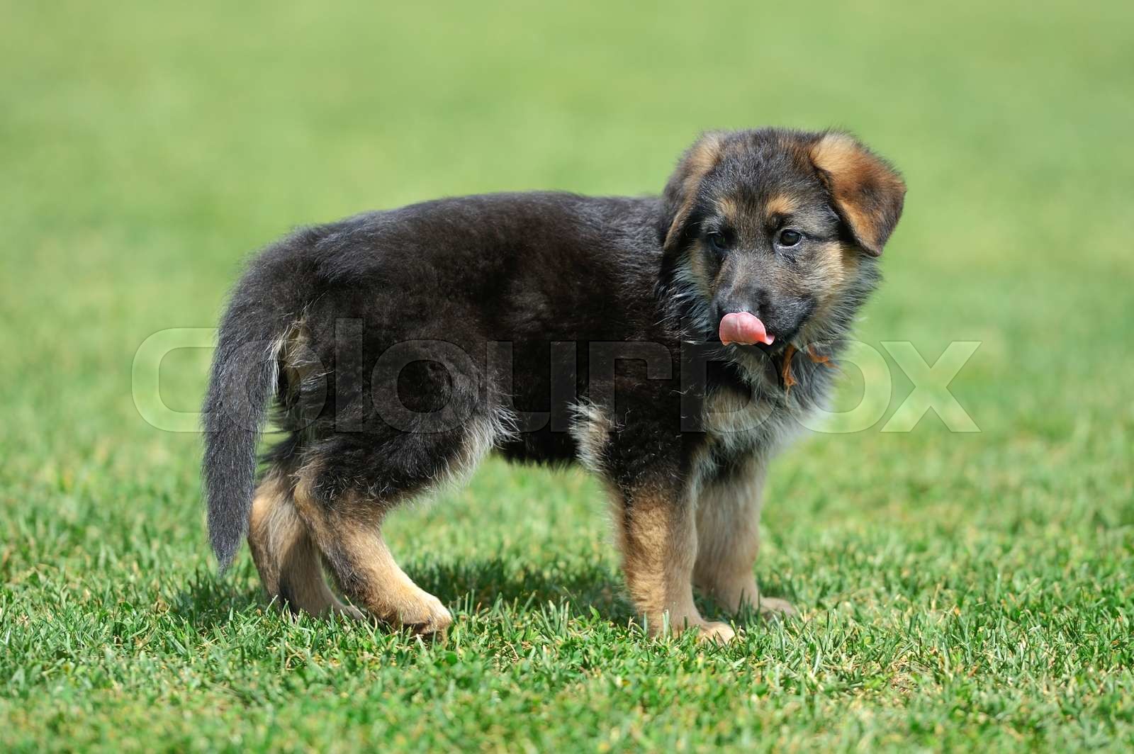Detail A Picture Of A Baby German Shepherd Nomer 56