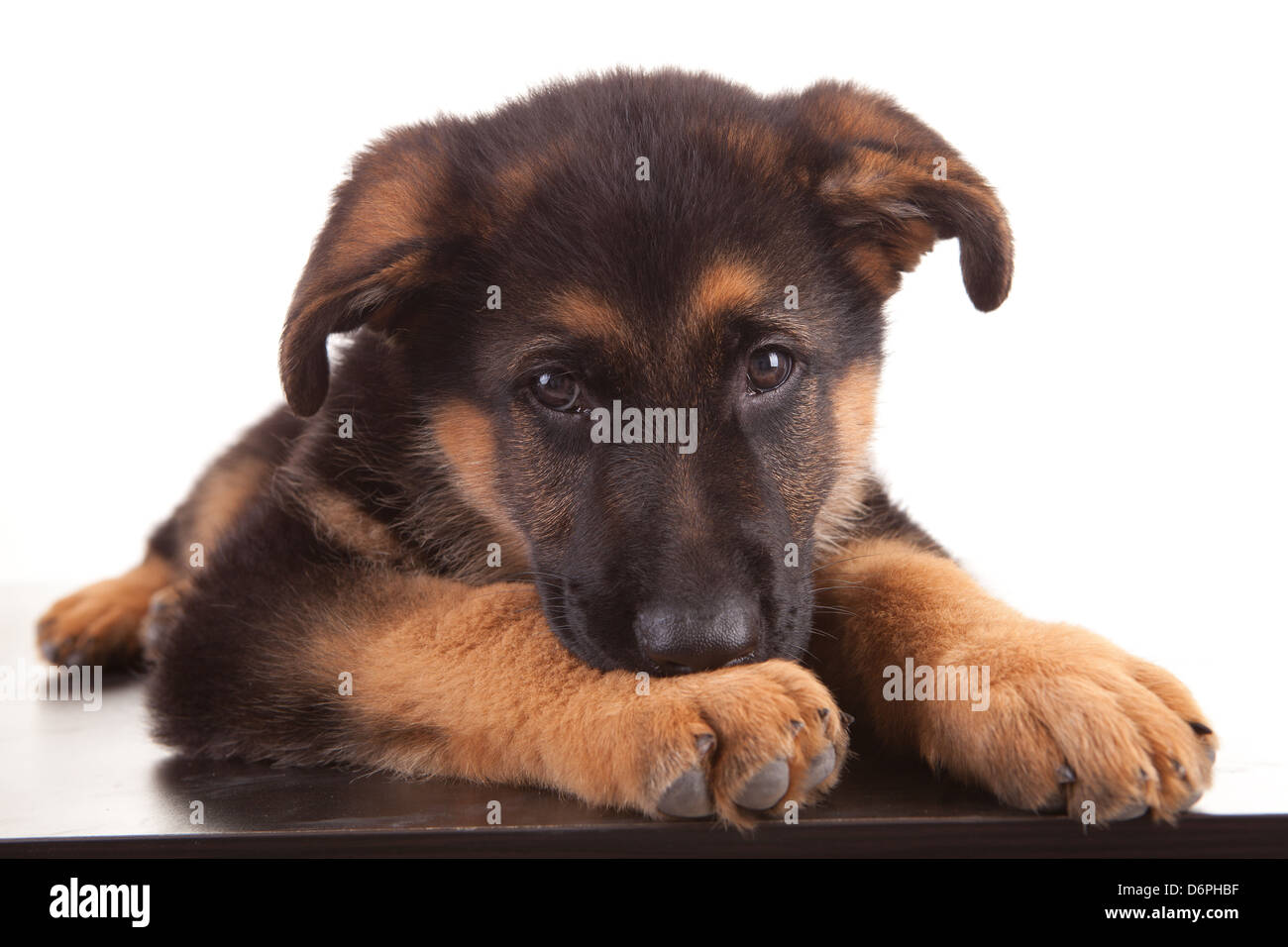 Detail A Picture Of A Baby German Shepherd Nomer 57