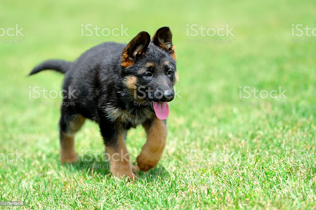 Detail A Picture Of A Baby German Shepherd Nomer 10