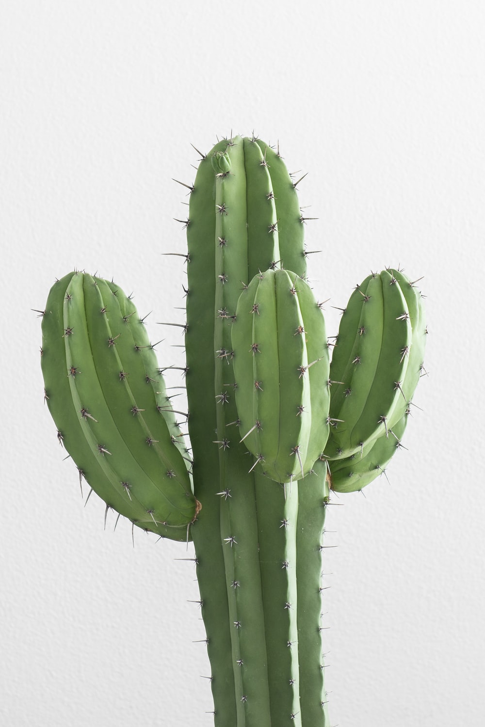 A Picture Of A Cactus - KibrisPDR