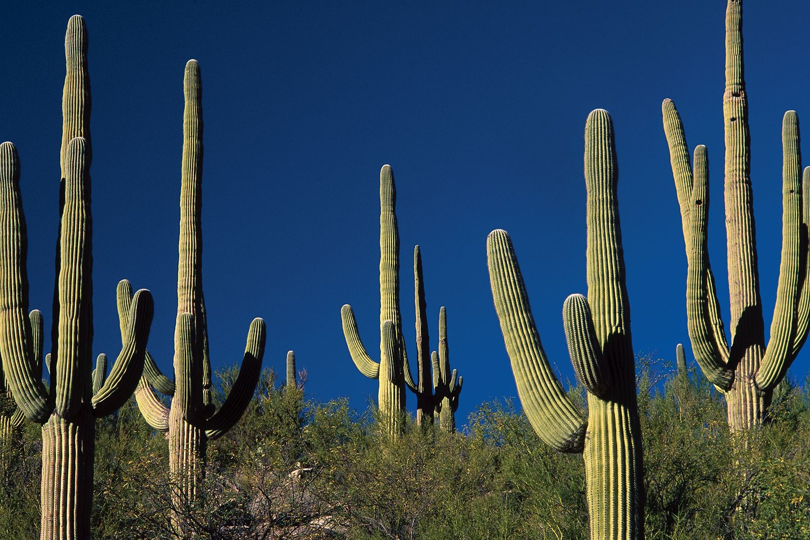 Detail A Picture Of A Cactus Nomer 2
