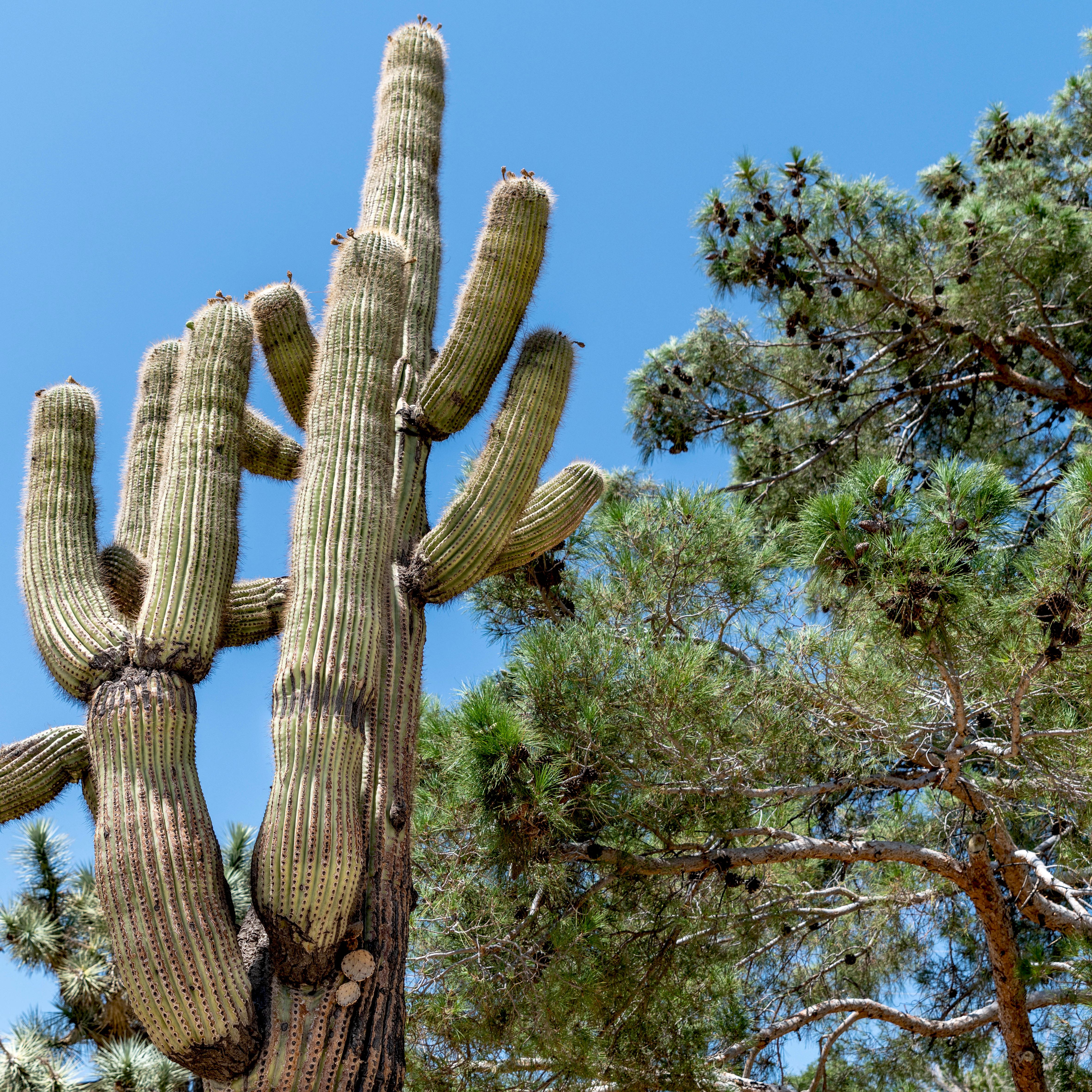 Detail A Picture Of A Cactus Nomer 13
