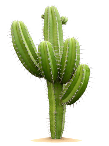 Detail A Picture Of A Cactus Nomer 16