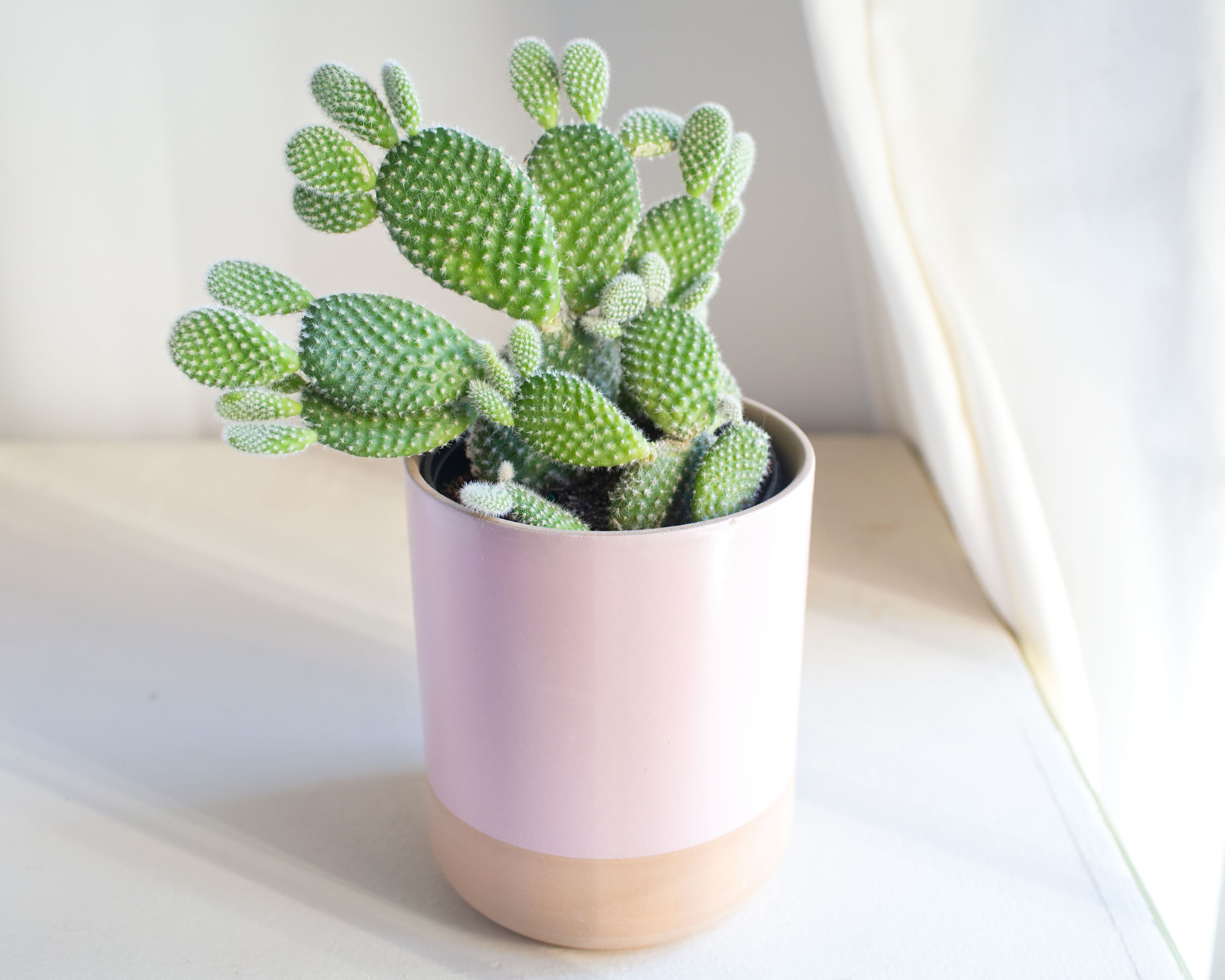 Detail A Picture Of A Cactus Nomer 19
