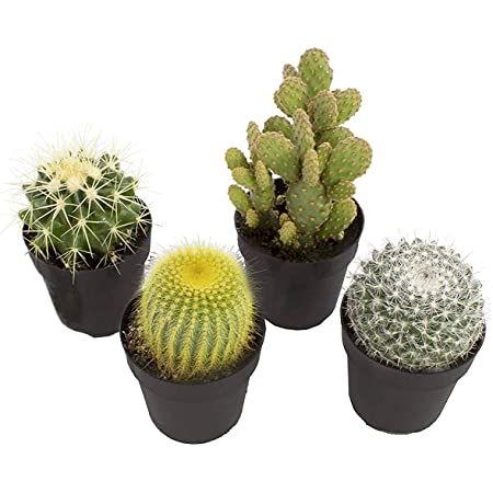 Detail A Picture Of A Cactus Nomer 20
