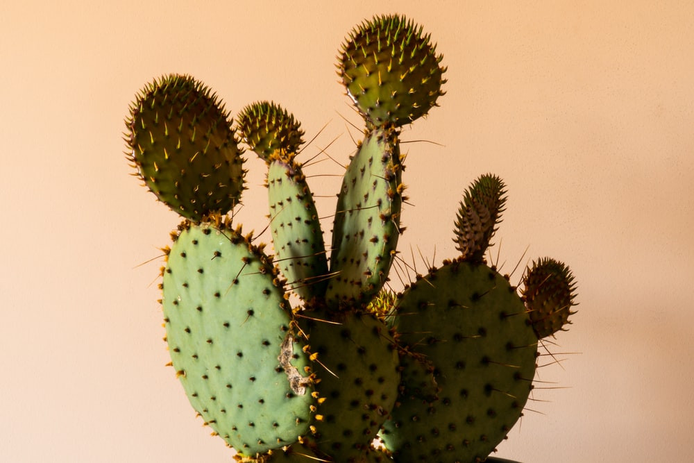 Detail A Picture Of A Cactus Nomer 22