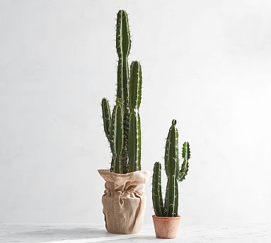 Detail A Picture Of A Cactus Nomer 24