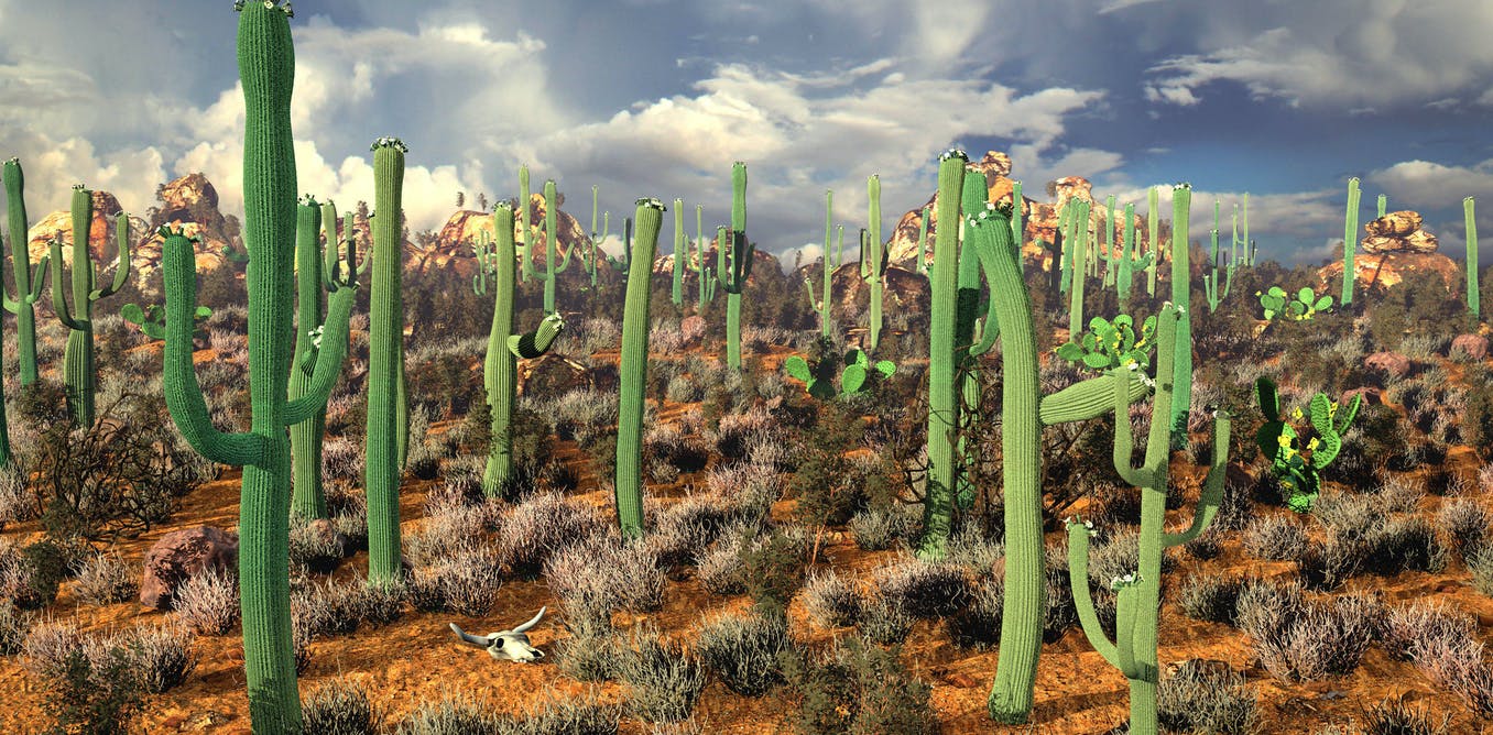 Detail A Picture Of A Cactus Nomer 26