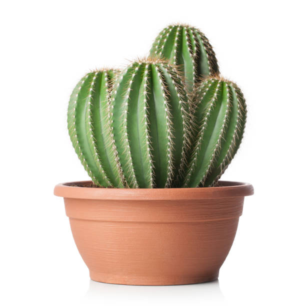 Detail A Picture Of A Cactus Nomer 28
