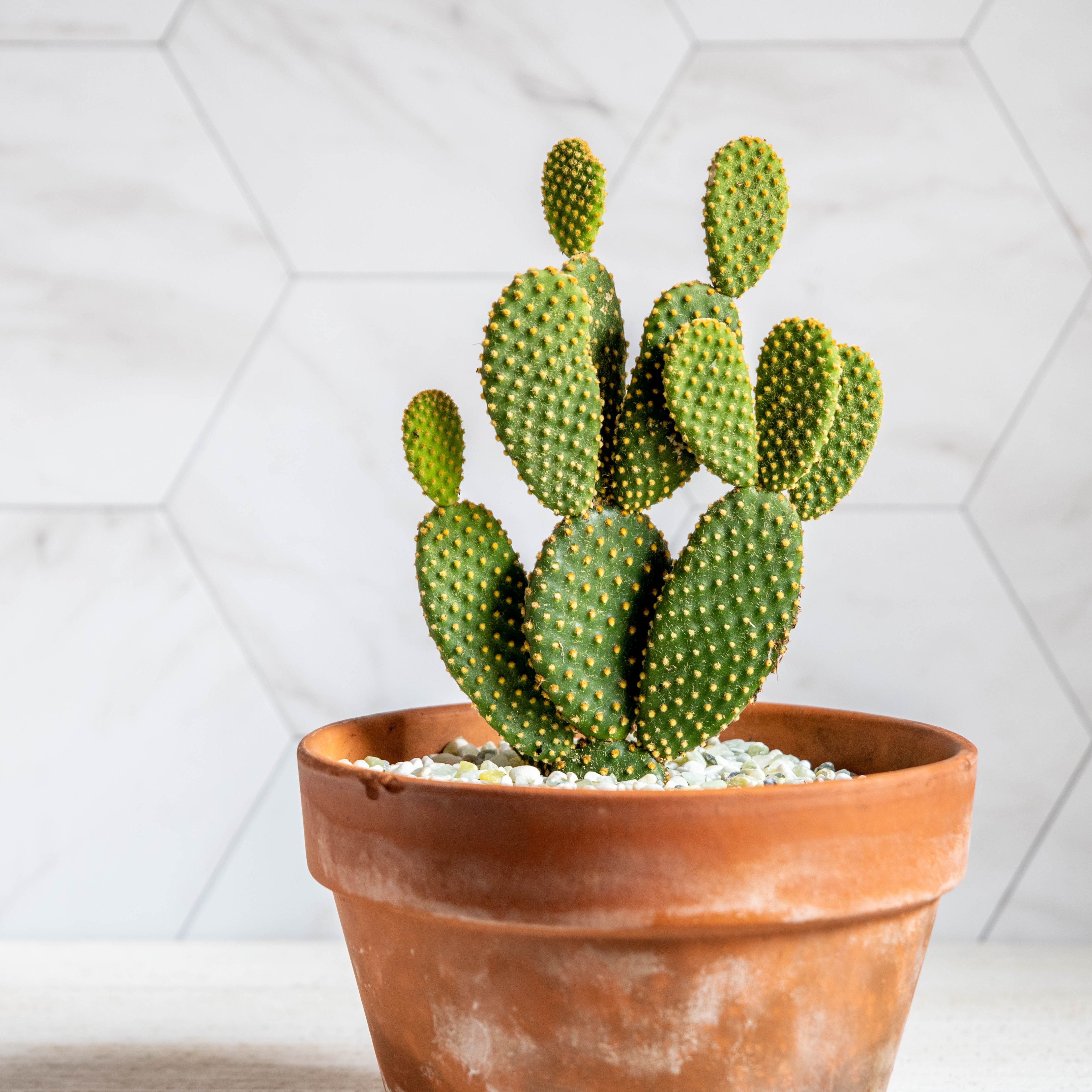 Detail A Picture Of A Cactus Nomer 29