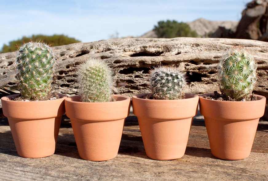 Detail A Picture Of A Cactus Nomer 30