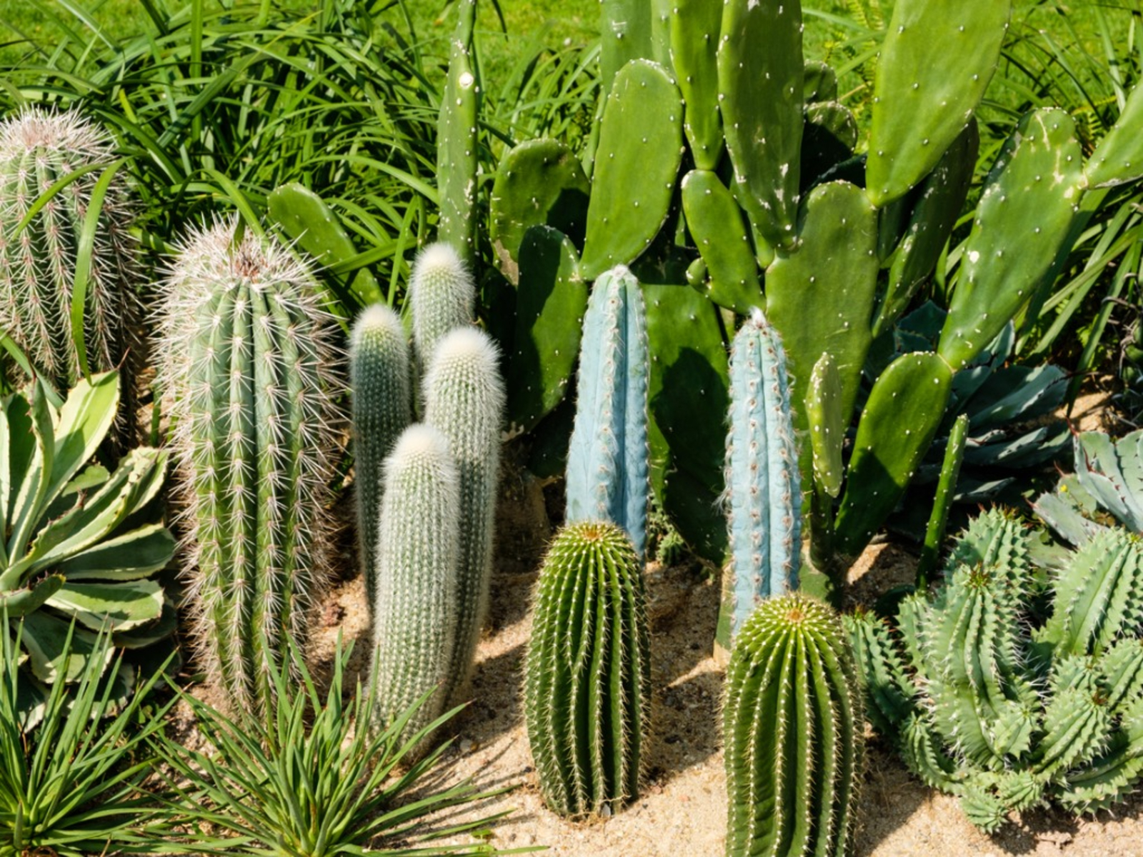 Detail A Picture Of A Cactus Nomer 4