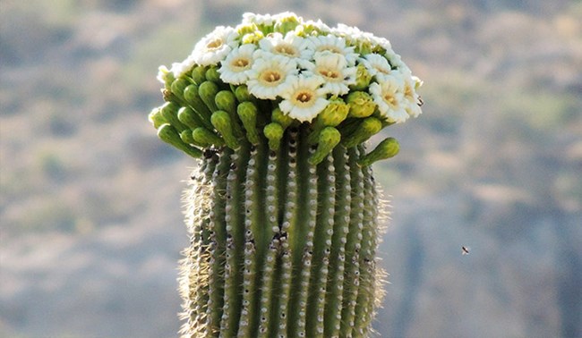 Detail A Picture Of A Cactus Nomer 31