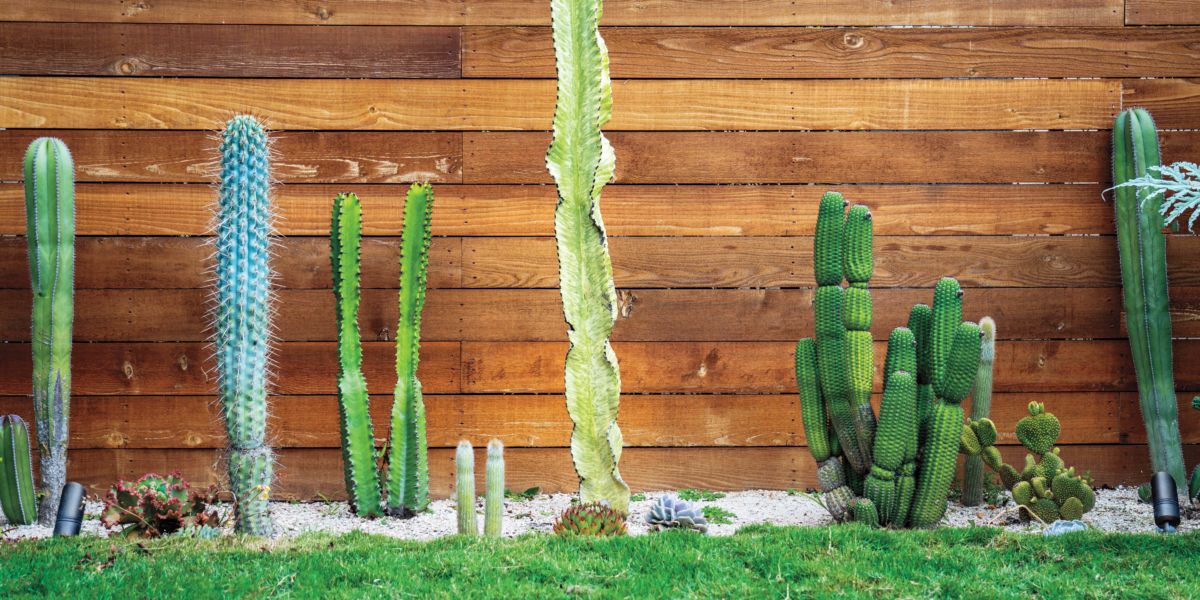 Detail A Picture Of A Cactus Nomer 32