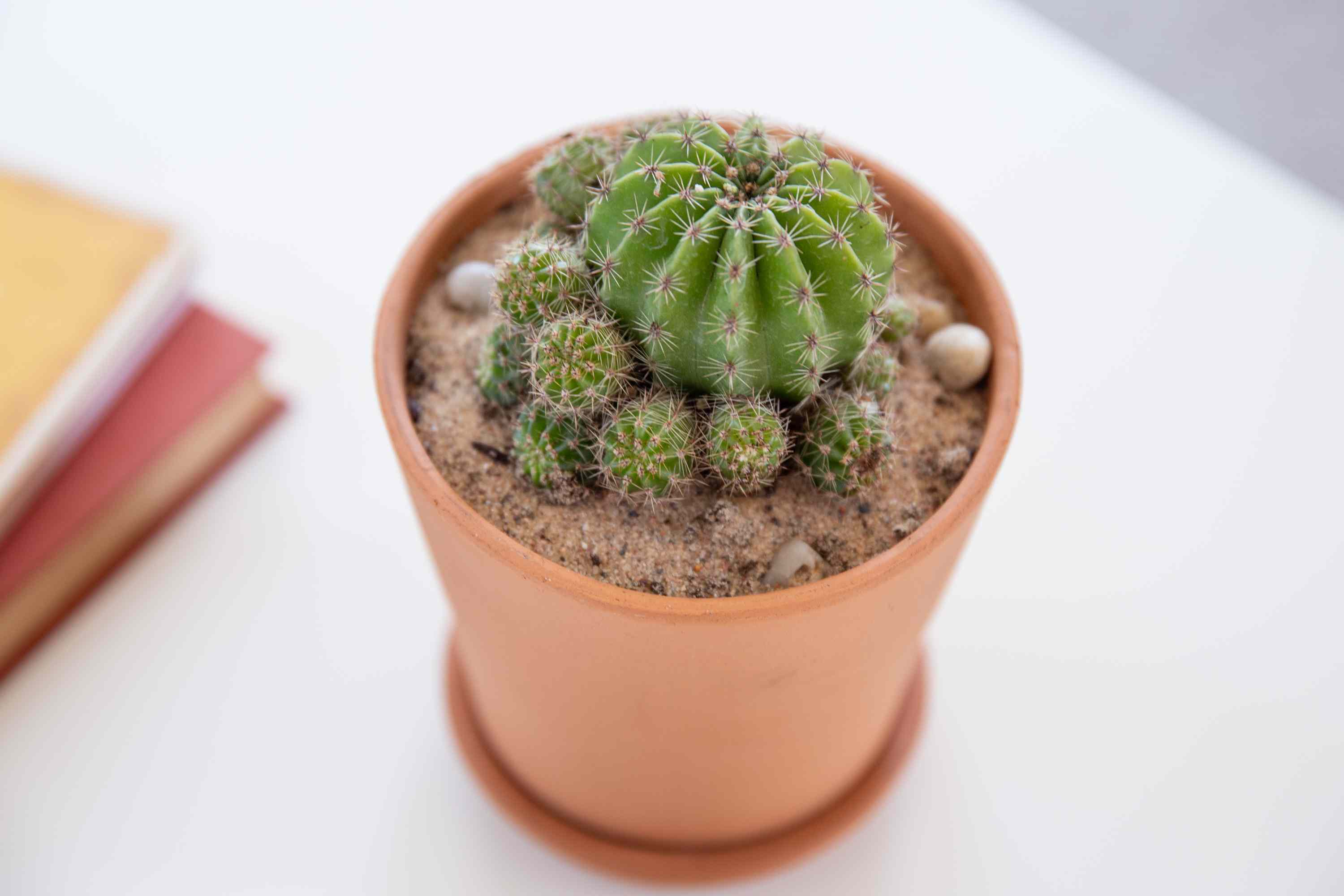 Detail A Picture Of A Cactus Nomer 33