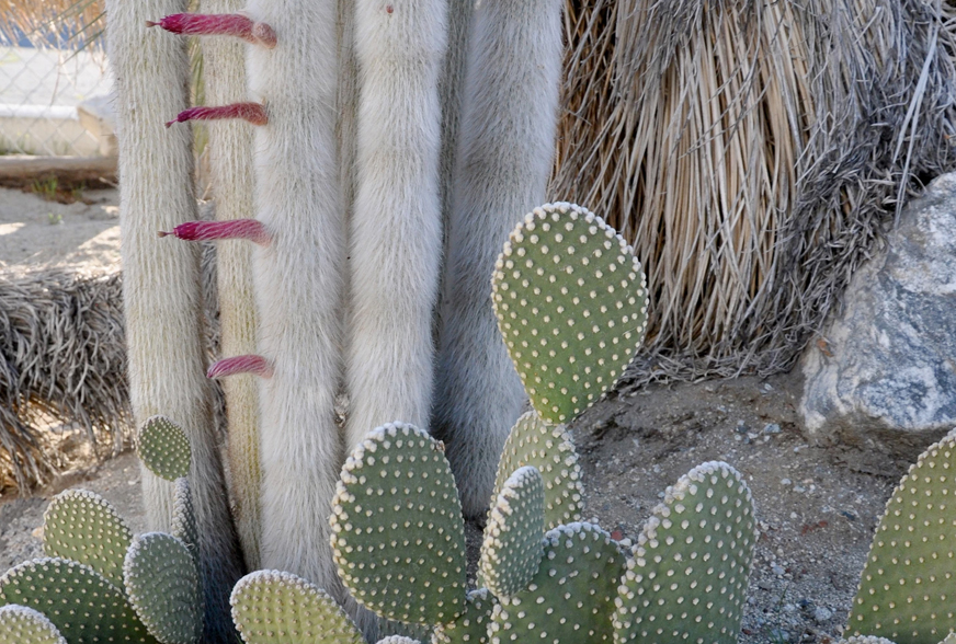 Detail A Picture Of A Cactus Nomer 34