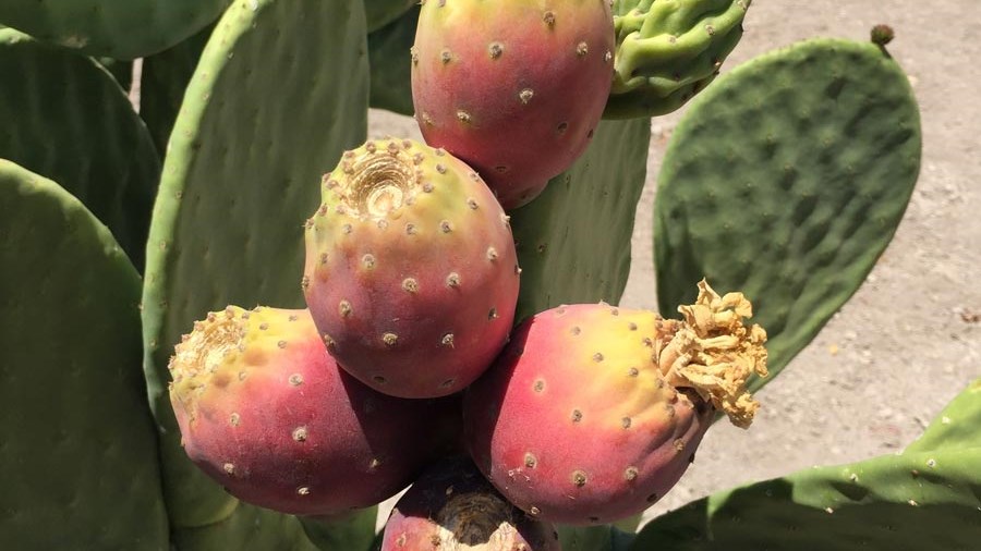 Detail A Picture Of A Cactus Nomer 35