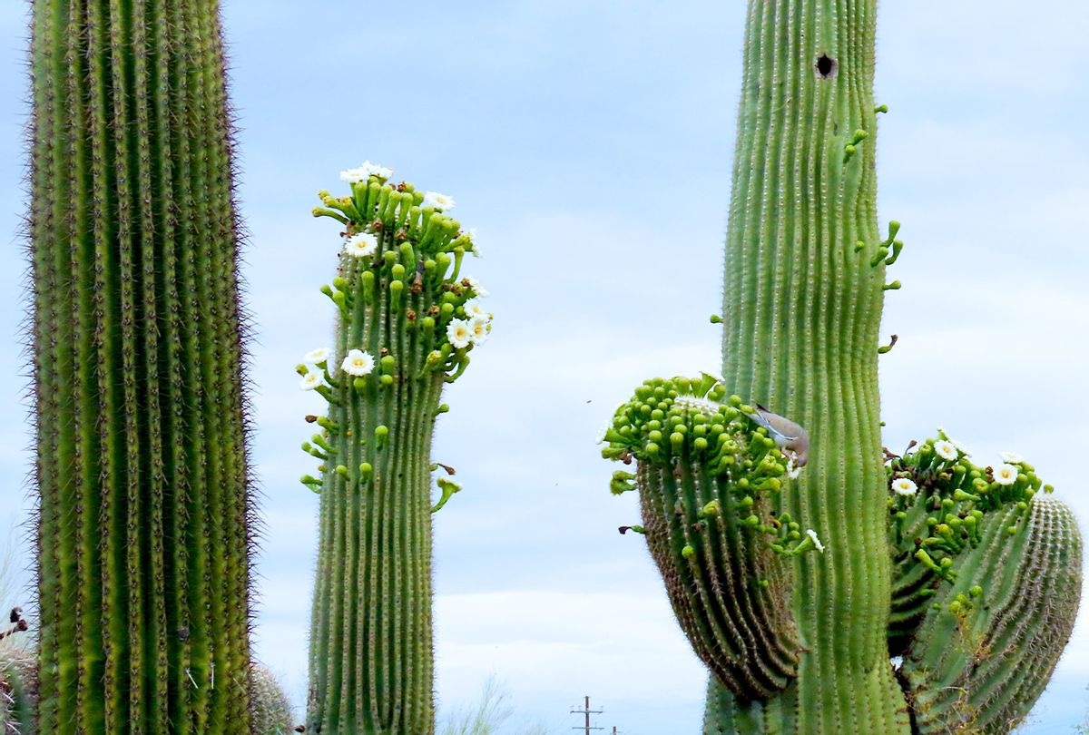 Detail A Picture Of A Cactus Nomer 36