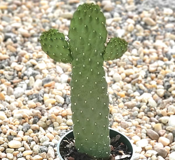 Detail A Picture Of A Cactus Nomer 37