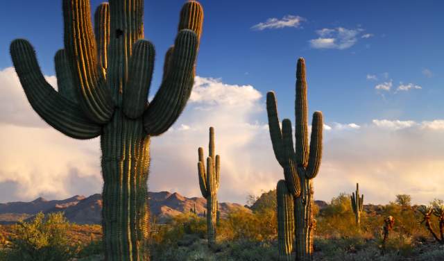 Detail A Picture Of A Cactus Nomer 39