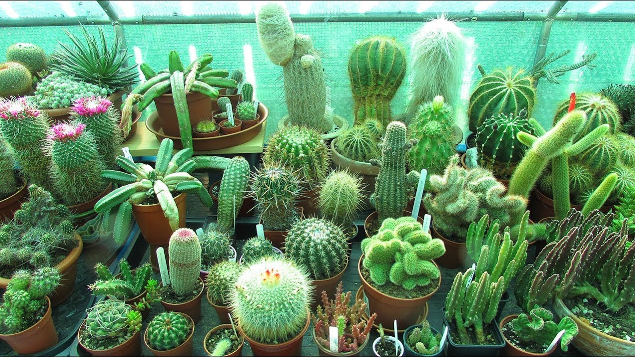Detail A Picture Of A Cactus Nomer 40