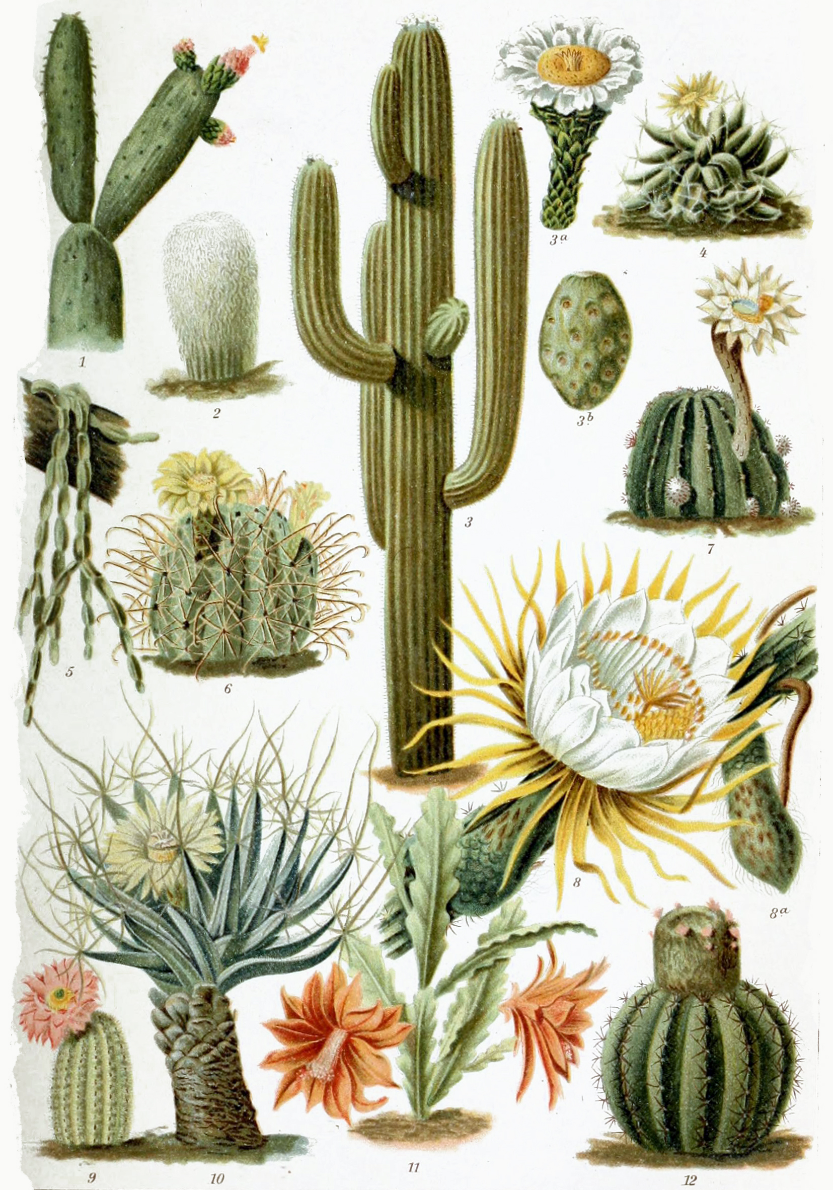 Detail A Picture Of A Cactus Nomer 5