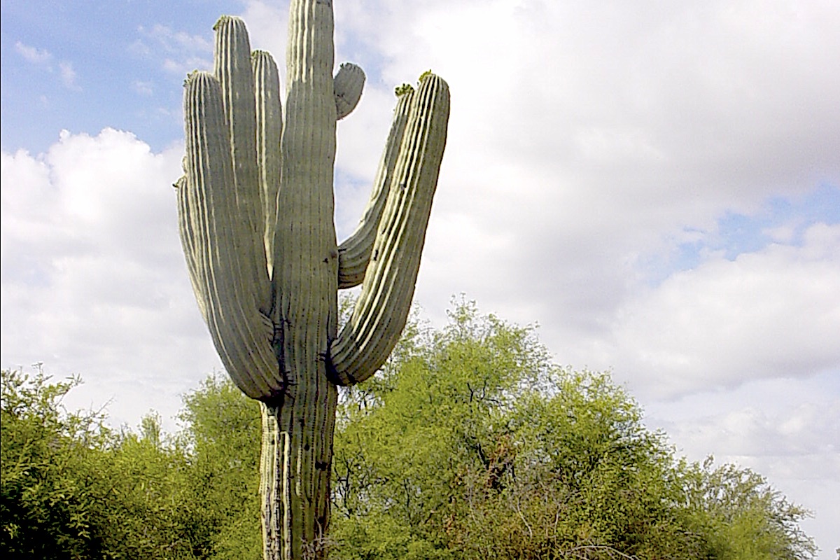 Detail A Picture Of A Cactus Nomer 42