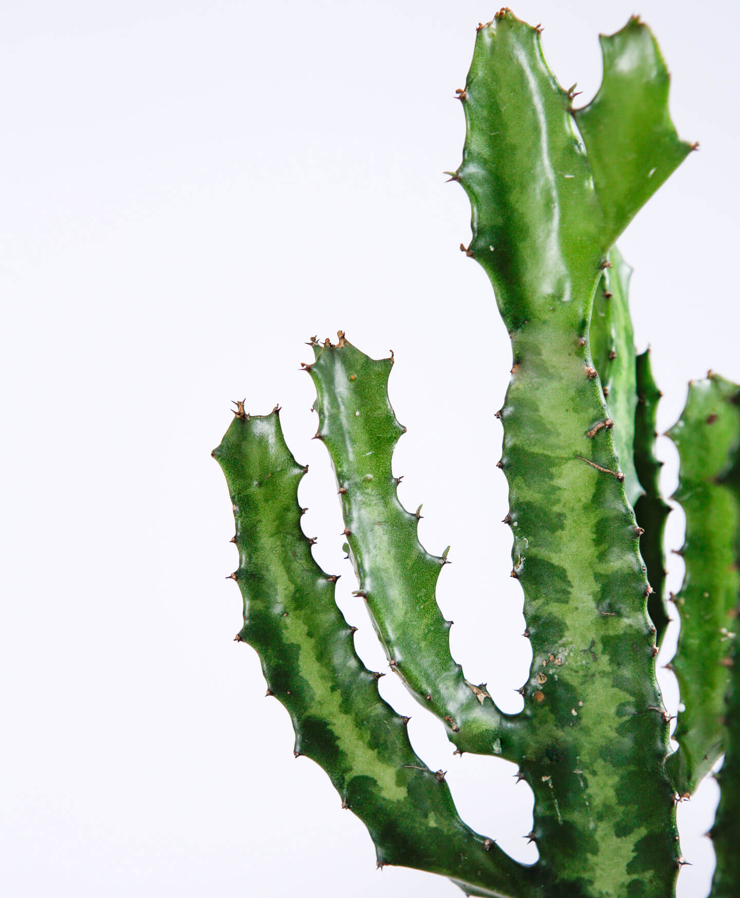 Detail A Picture Of A Cactus Nomer 46