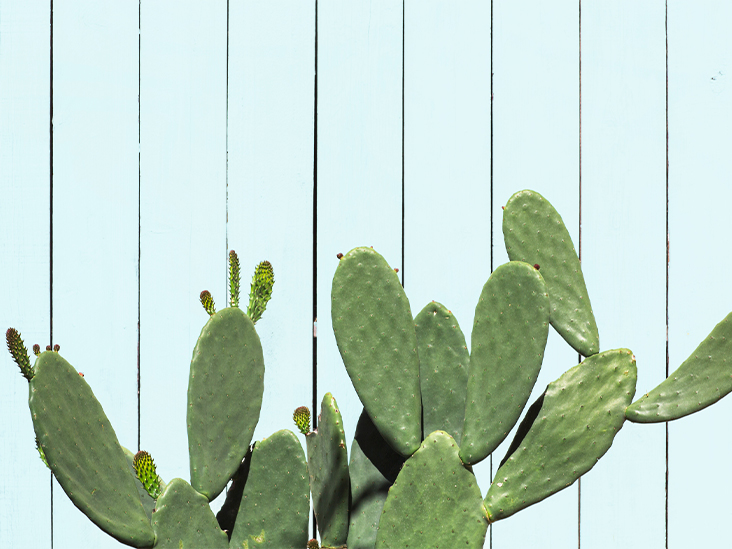 Detail A Picture Of A Cactus Nomer 47