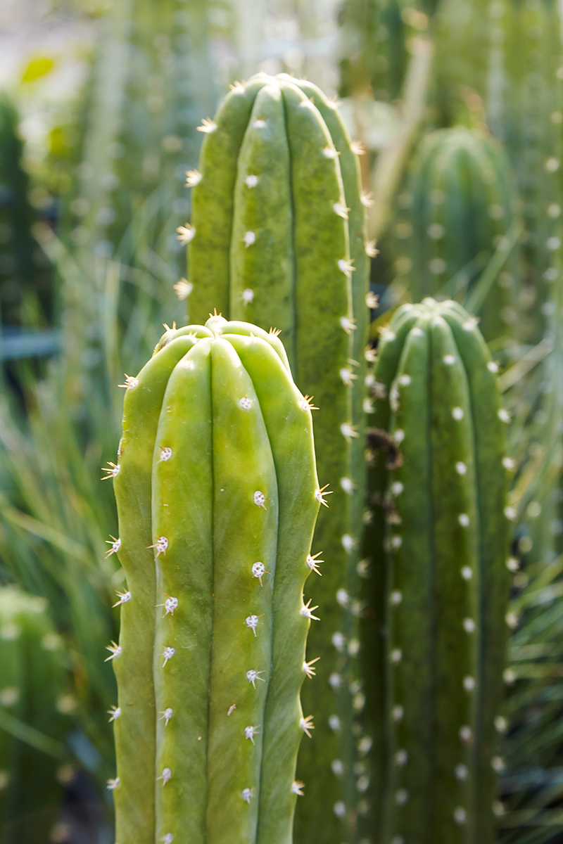 Detail A Picture Of A Cactus Nomer 48