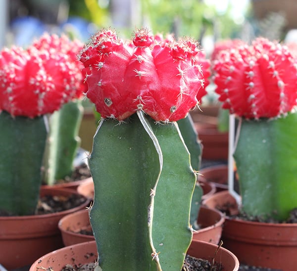 Detail A Picture Of A Cactus Nomer 57
