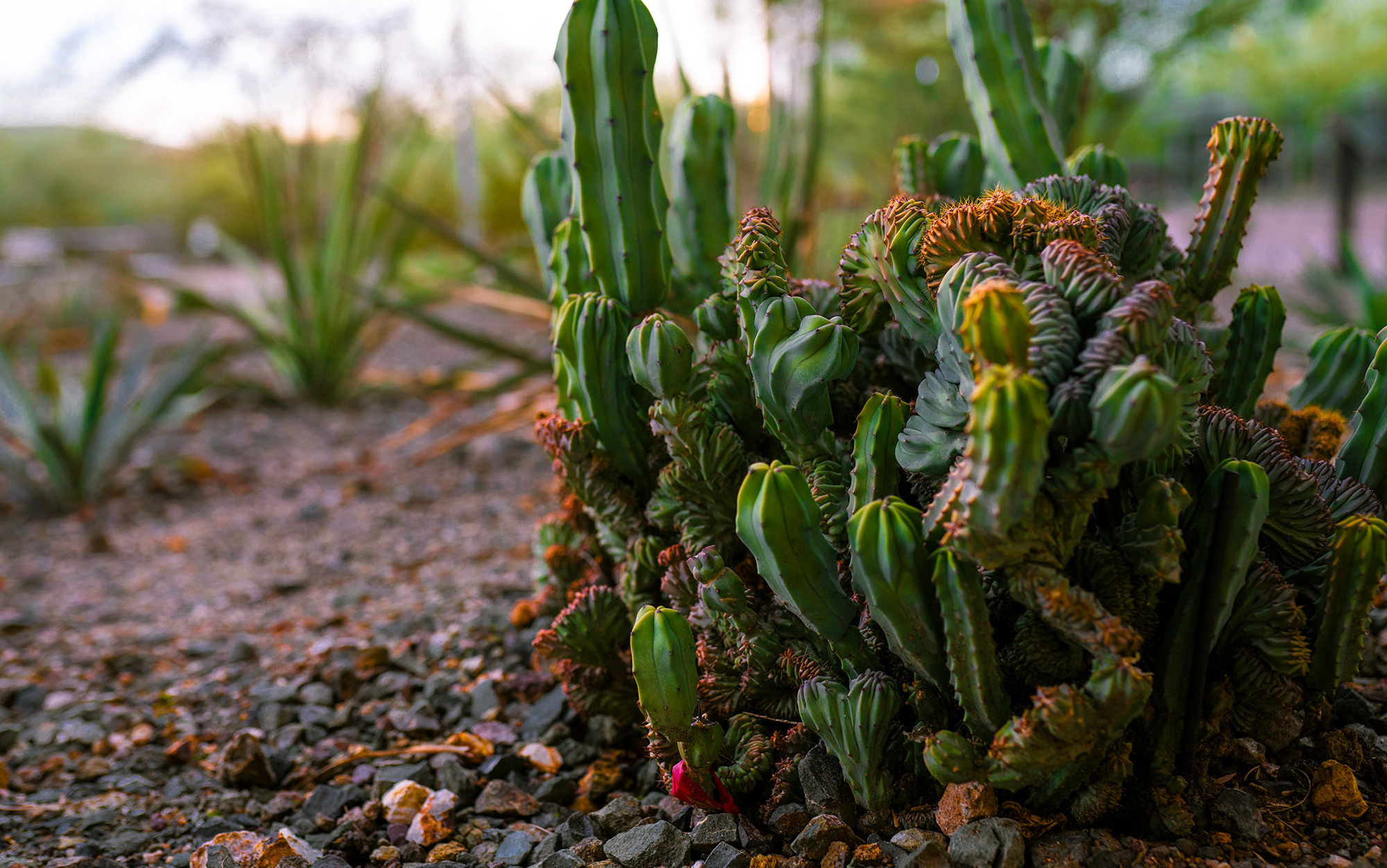 Detail A Picture Of A Cactus Nomer 58