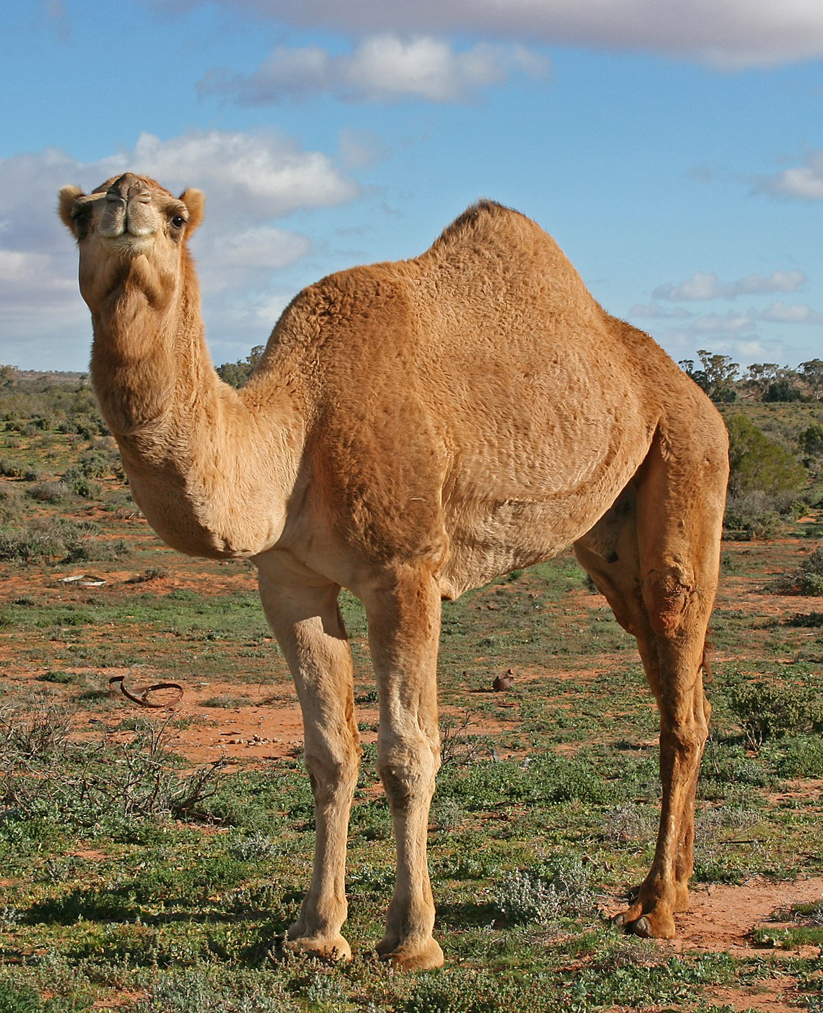 A Picture Of A Camel - KibrisPDR