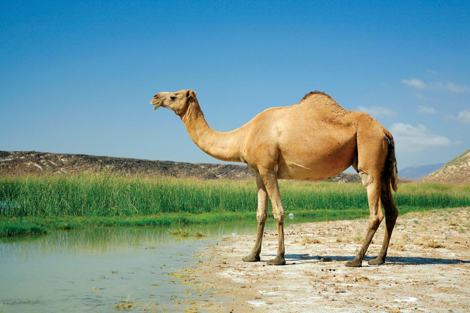 Detail A Picture Of A Camel Nomer 2