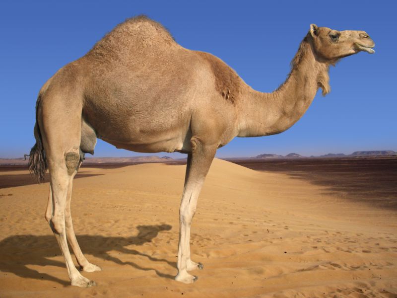Detail A Picture Of A Camel Nomer 11
