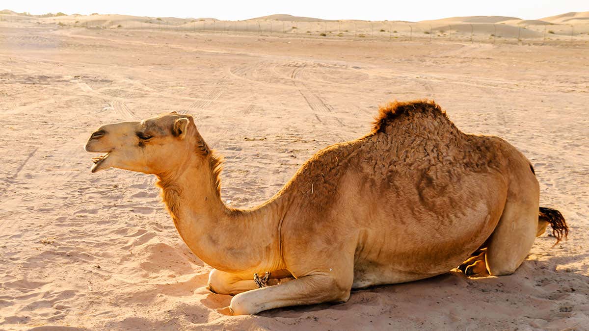 Detail A Picture Of A Camel Nomer 12