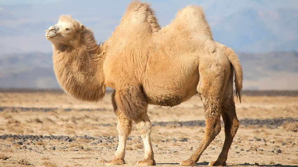 Detail A Picture Of A Camel Nomer 13