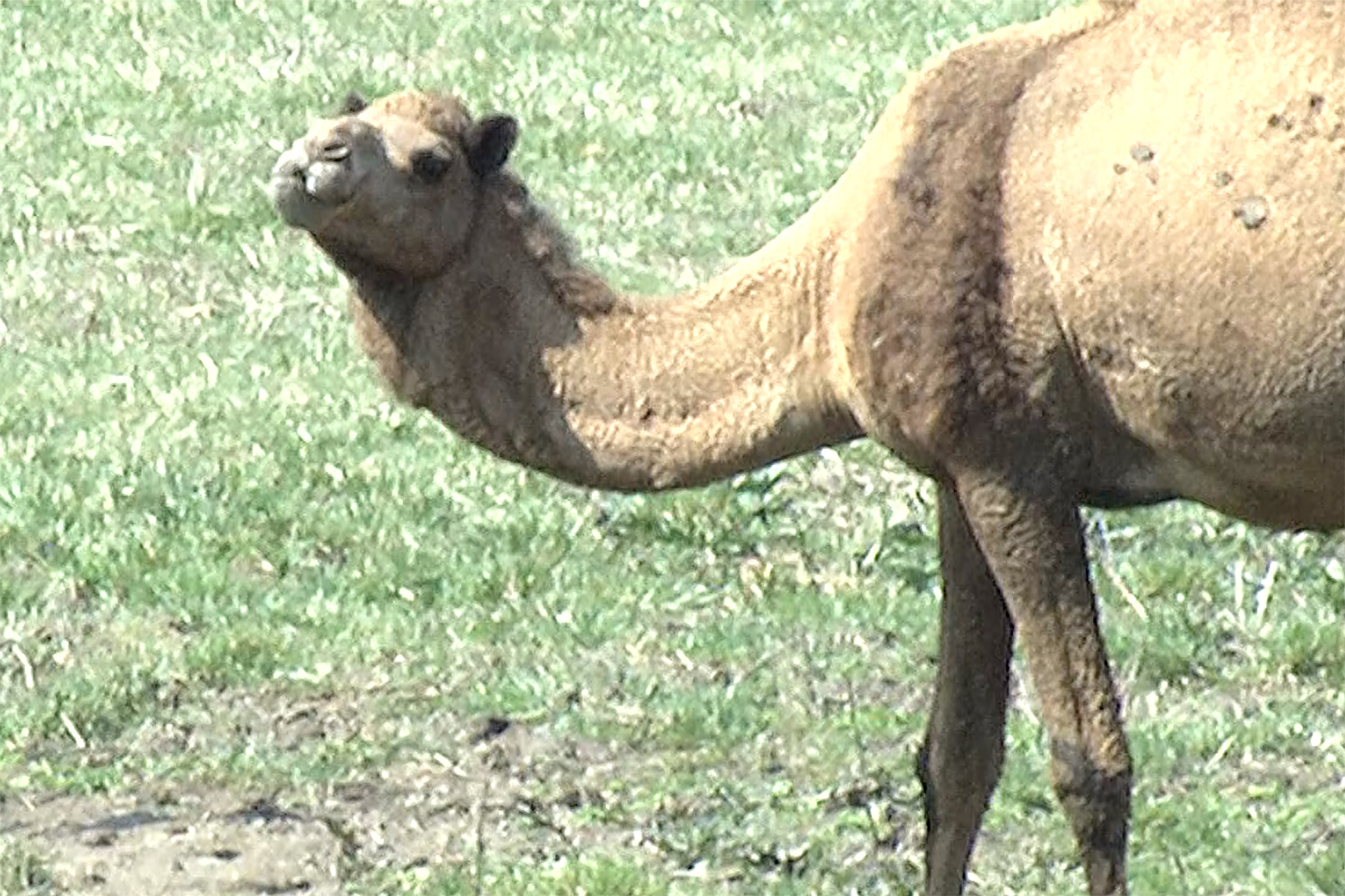 Detail A Picture Of A Camel Nomer 17