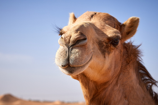 Detail A Picture Of A Camel Nomer 19