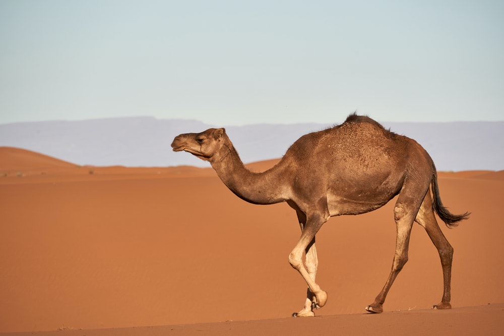 Detail A Picture Of A Camel Nomer 3