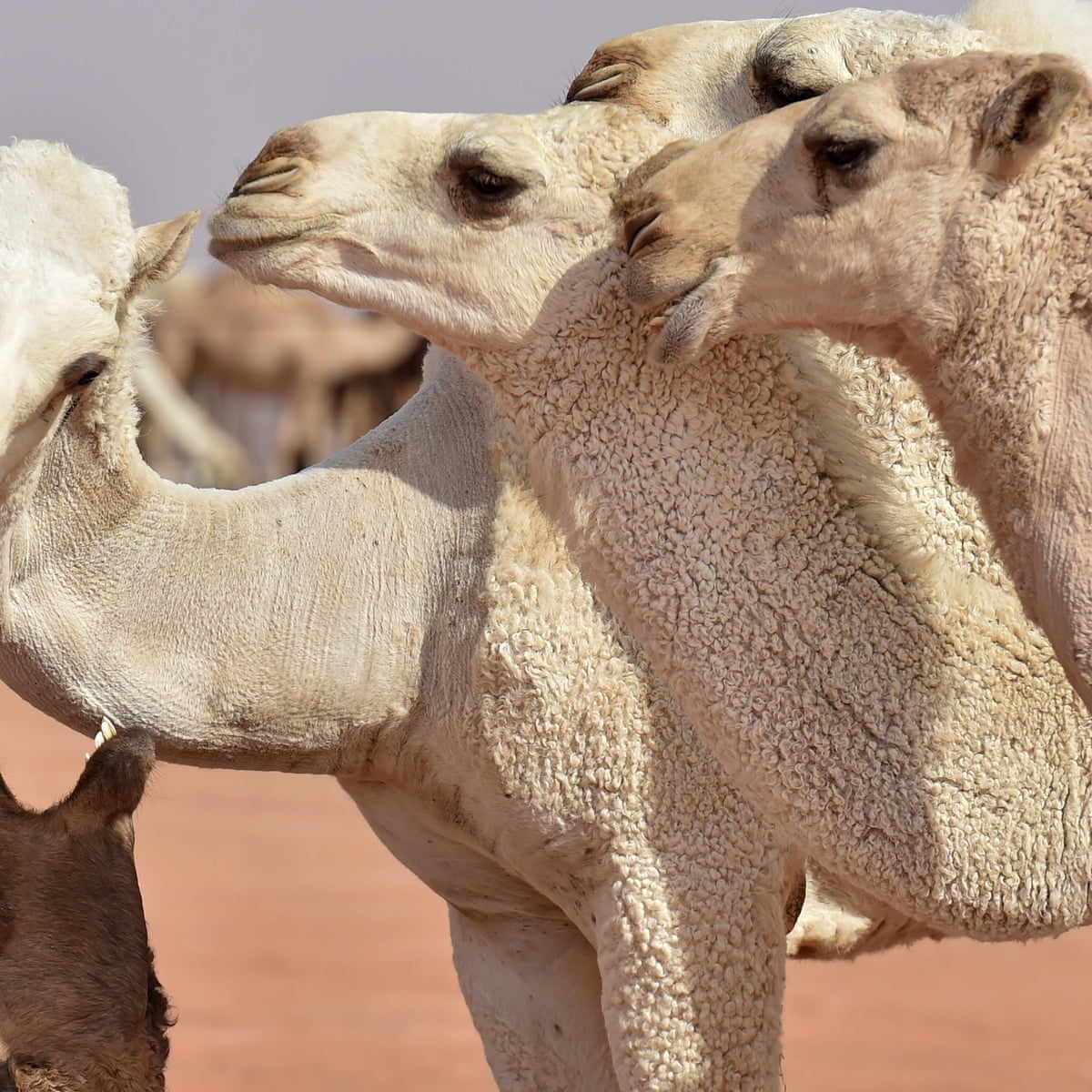 Detail A Picture Of A Camel Nomer 21