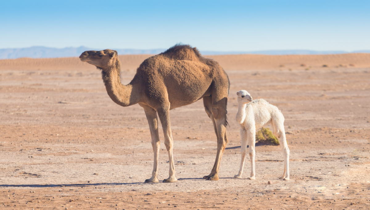 Detail A Picture Of A Camel Nomer 23
