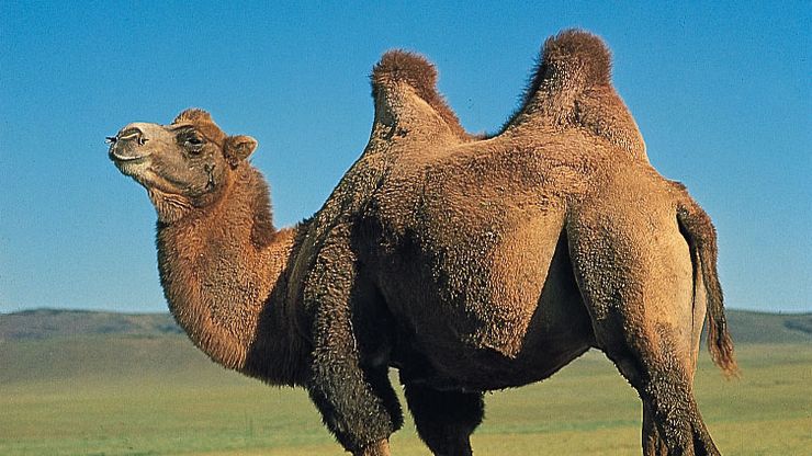 Detail A Picture Of A Camel Nomer 26