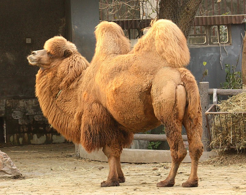 Detail A Picture Of A Camel Nomer 27