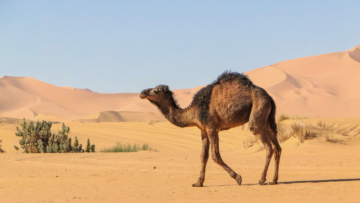 Detail A Picture Of A Camel Nomer 28