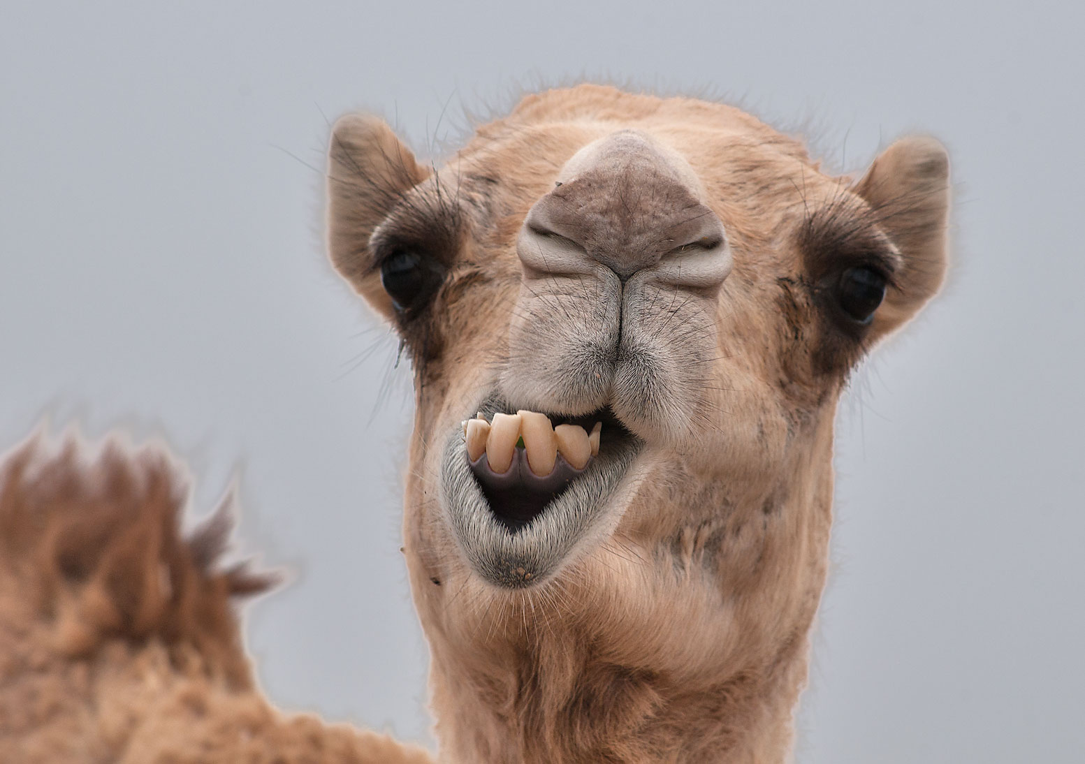 Detail A Picture Of A Camel Nomer 30