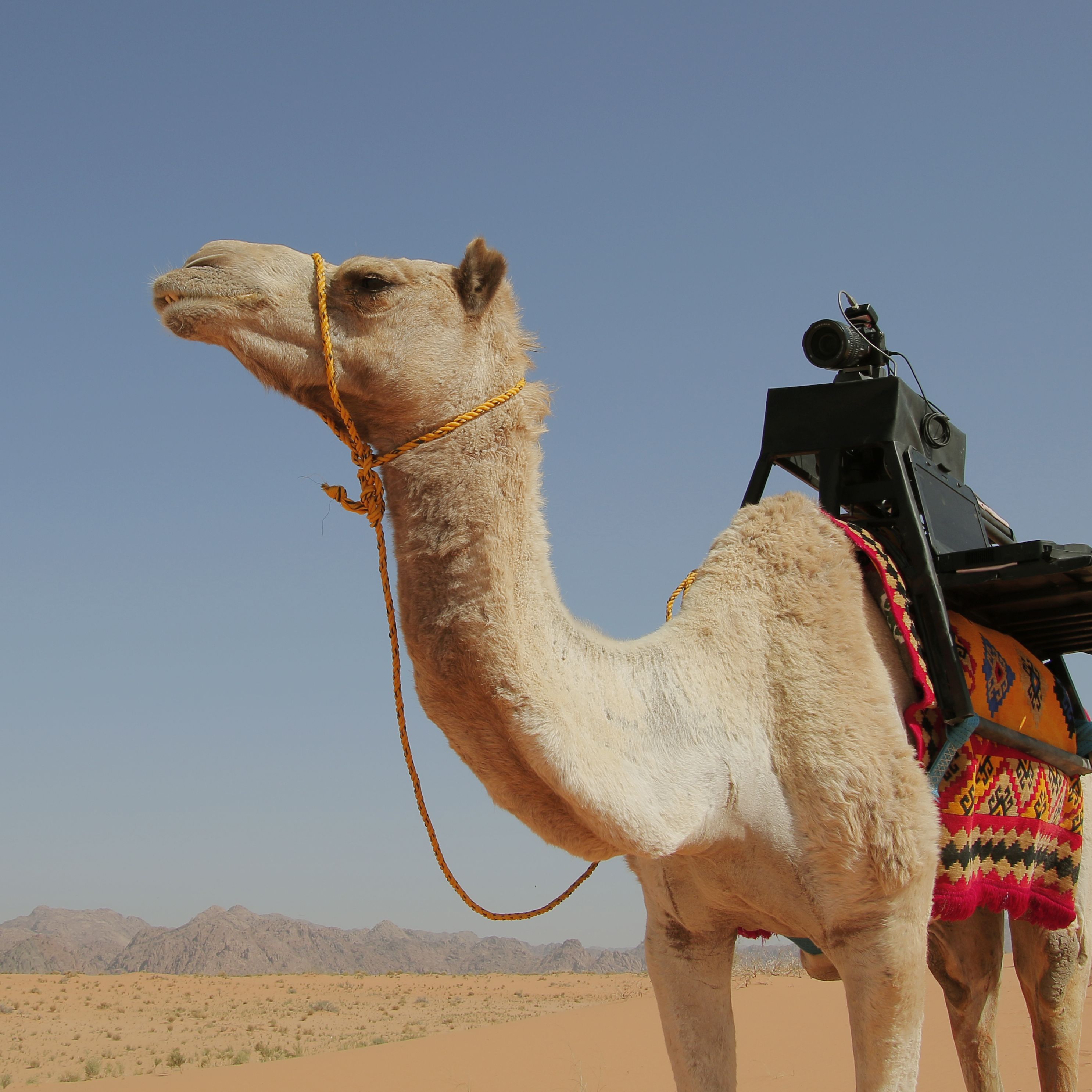 Detail A Picture Of A Camel Nomer 4