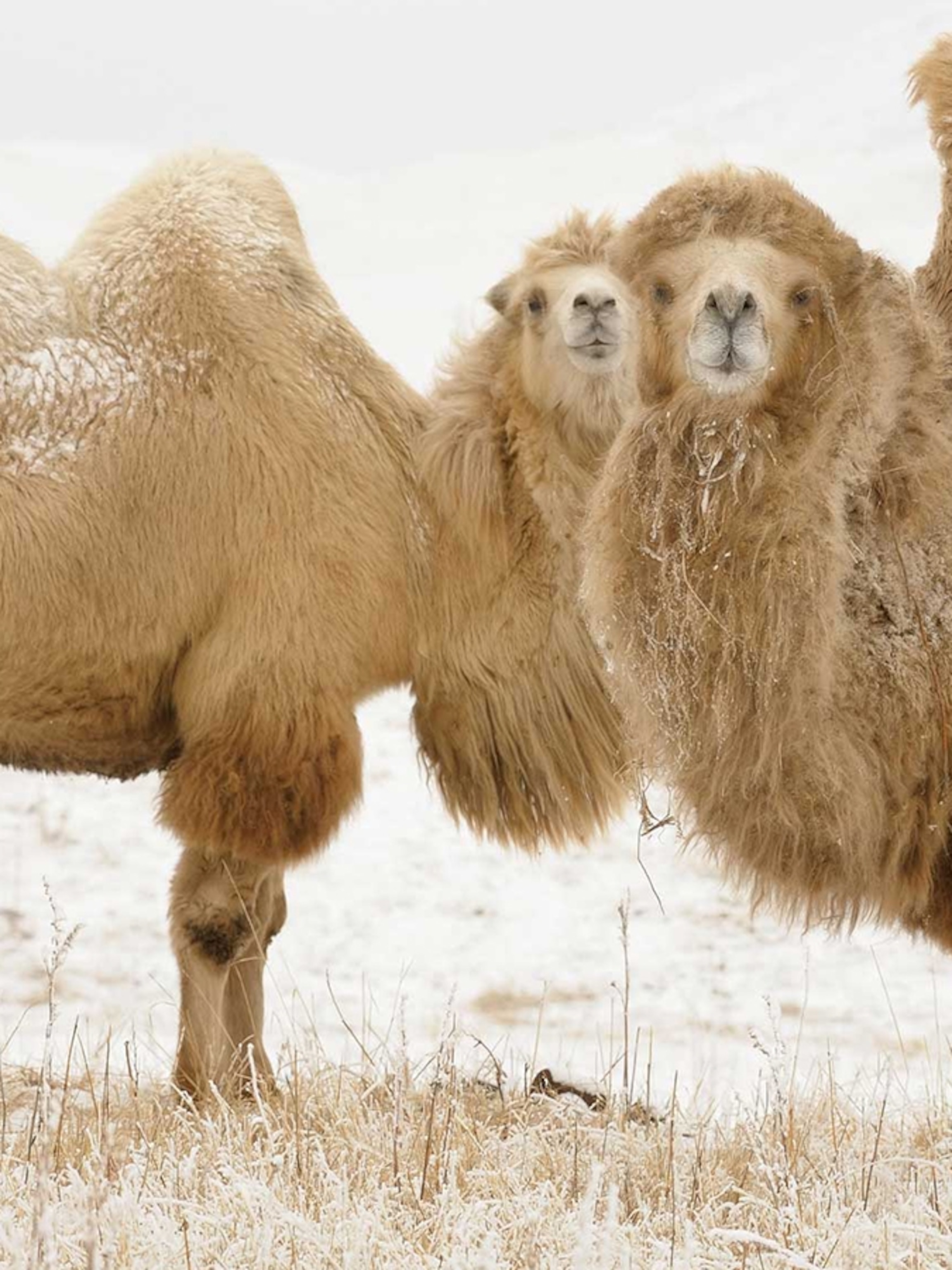 Detail A Picture Of A Camel Nomer 31