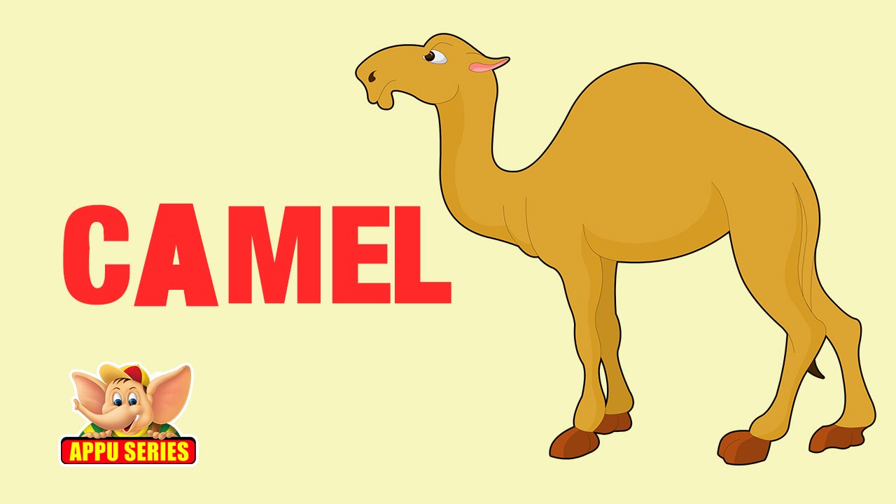 Detail A Picture Of A Camel Nomer 34